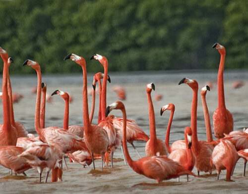 COLONY_OF_FLAMINGO