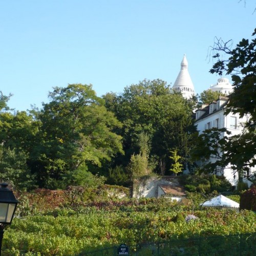 Montmartre vineyard